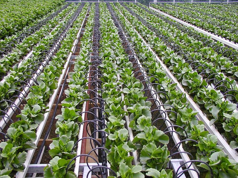 Bộ tưới nhỏ giọt 50m