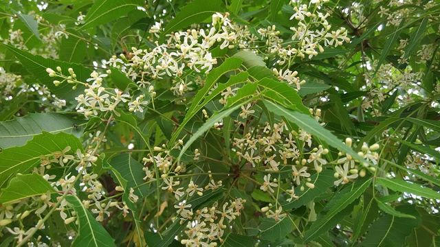 Dầu neem xua đuổi sâu (chai 500ml)