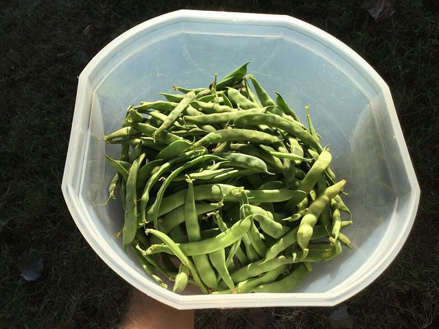 Hạt giống đậu cove leo (gói 50g)