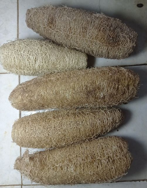 Hạt giống mướp hương (gói 20 hạt)