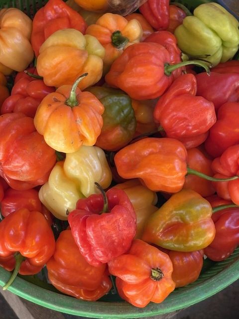Hạt giống ớt hiểm (gói 30 hạt)