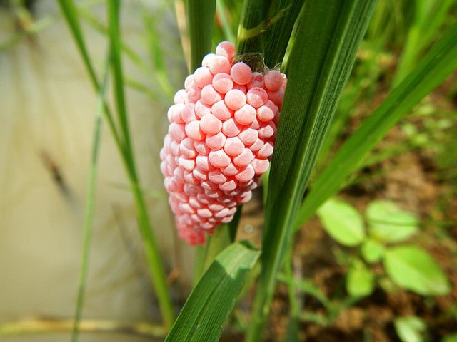 Thuốc diệt ốc bươu vàng (gói 1kg)