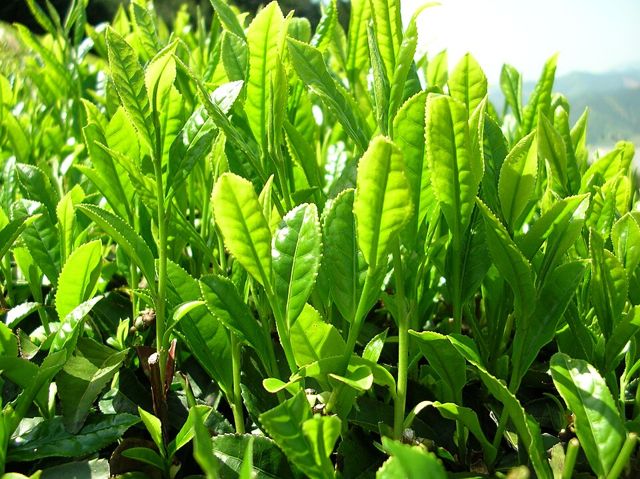 Chè xanh Thái Nguyên (gói 200g)